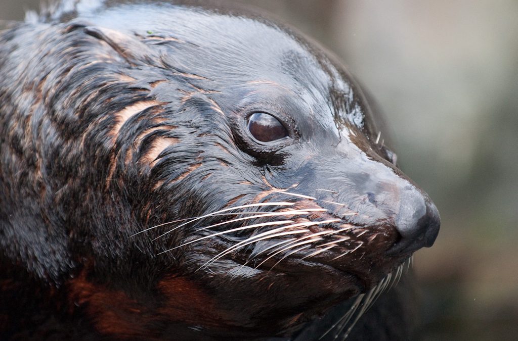 Living Coasts