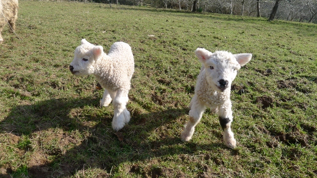 Say hello to our new lambs