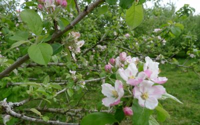 Apple Blossom in the orchards