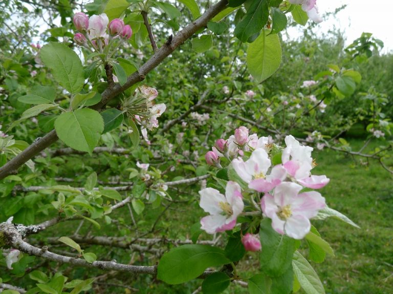 Apple Blossom In The Orchards | Tuell Farm Cottages