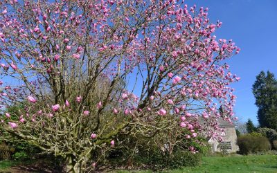 The Magnolia Tree